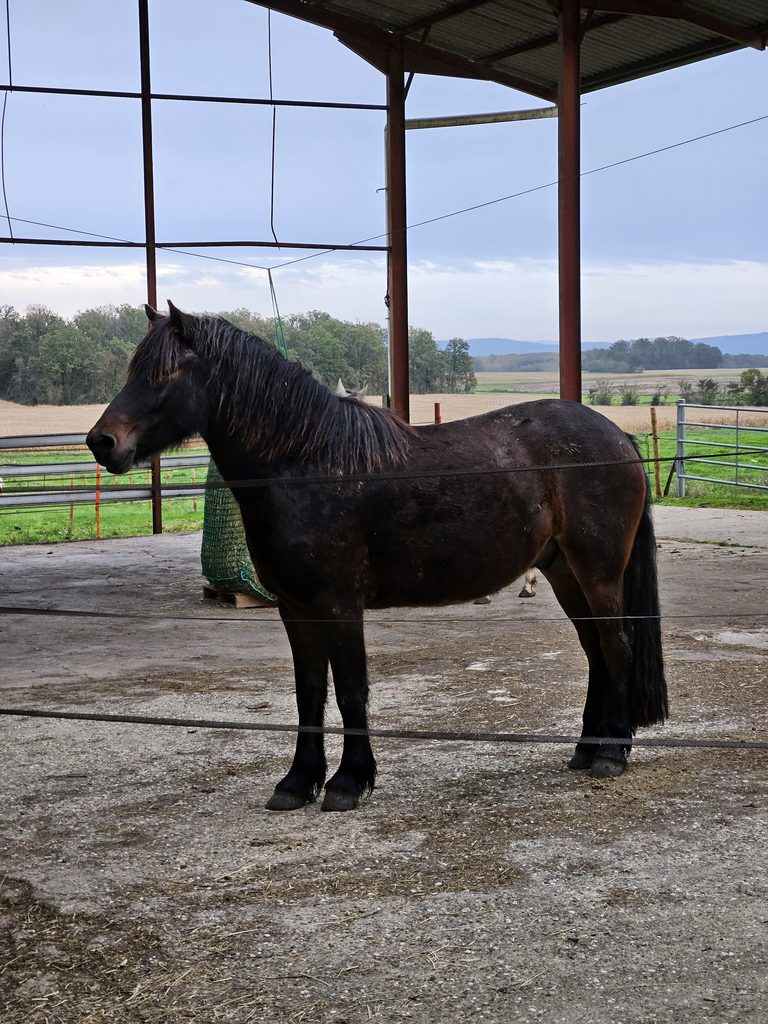 pension pour chevaux à la retraite